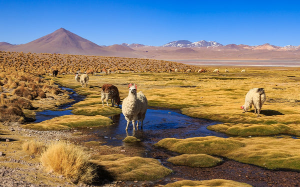 altiplano pérou lama