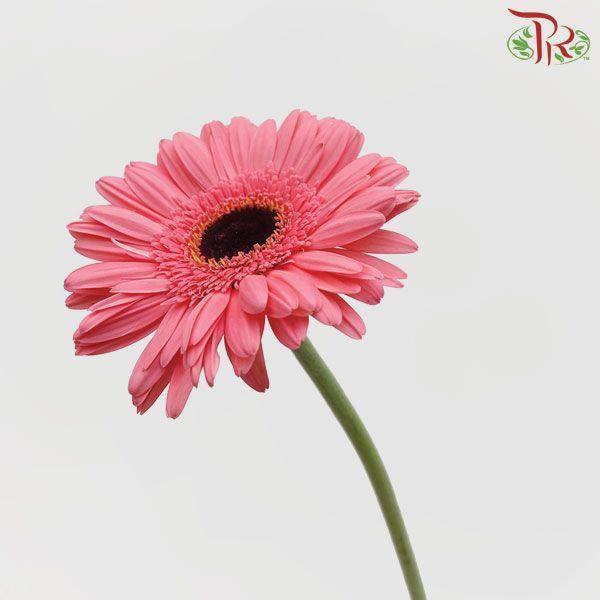 Gerbera - Pink (9-10 stems) | Same day delivery by Pudu Ria Florist