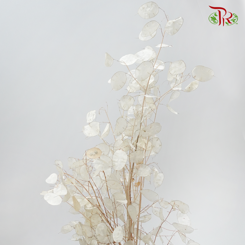 Dry Lunaria Natural/Bleached | Same day delivery by Pudu Ria Florist