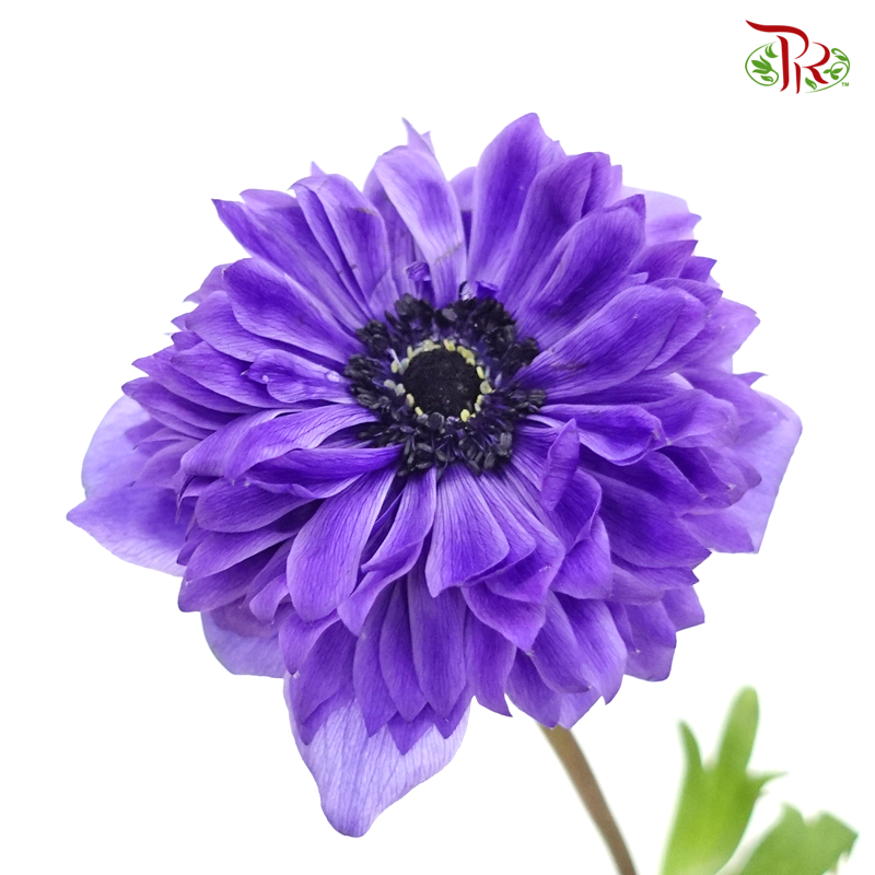 海葵 - 紫色（5 茎）