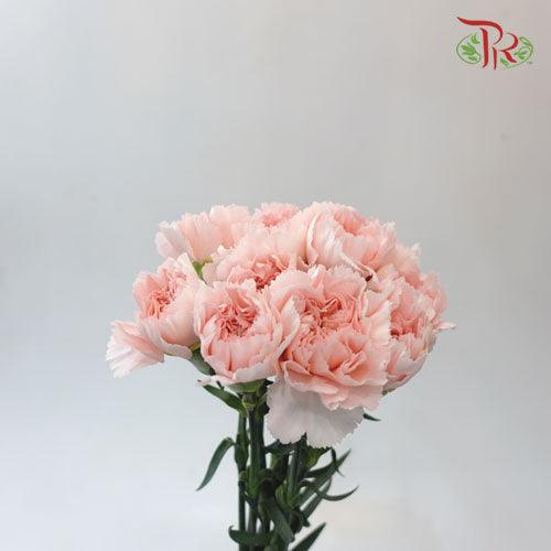 Carnation - Charlotte (10 stems) - Pudu Ria Florist
