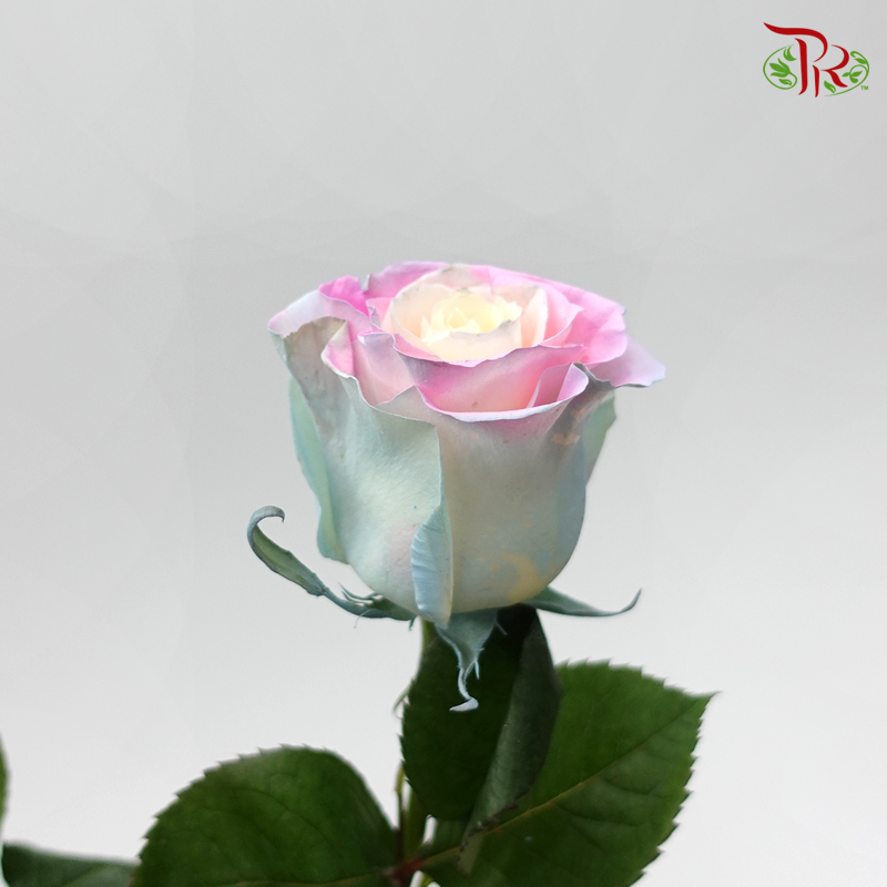 Rose- Candy Soft Mint (10 Stems) - Pudu Ria Florist