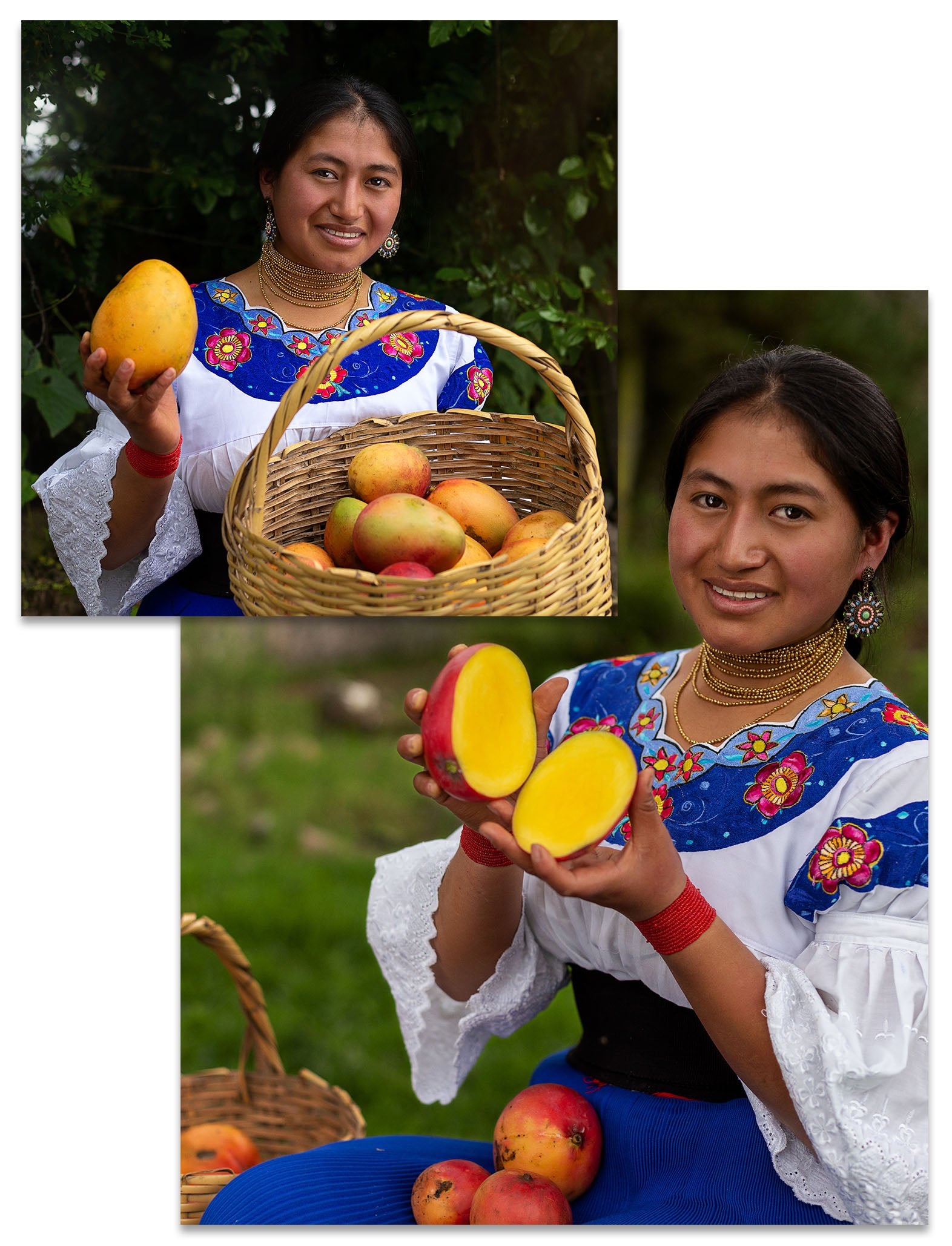Hilli Fruits - Plantagenarbeiterin zeigt eine Mango, die zur Herstellung unseres 100% Fruchtpüree aus Mango verwendet wird.