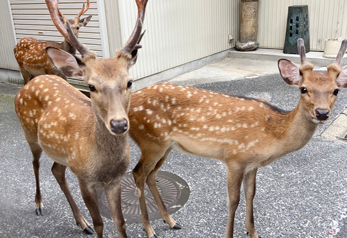 角で見分ける鹿の歳 奈良藤枝珈琲焙煎所