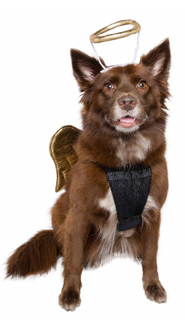  Pet Krewe Devil Dog Costume - Halloween Costumes for Dogs -  Attaches to Any Pet Harness, One Size Fits All Pets - Perfect for  Halloween, Christmas Holiday, Parties, Photoshoots, Gifts