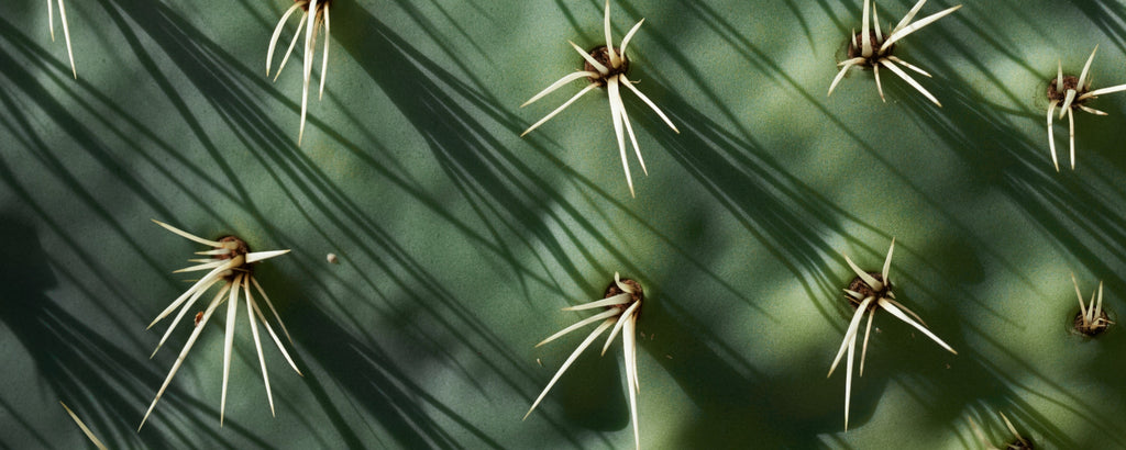 Kaktus-Blatt mit Stacheln Nahaufnahme