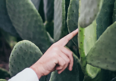 Ausgewachsenes Blatt an einer Nopal-Kaktus-Pflanze