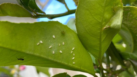 White flies and aphids