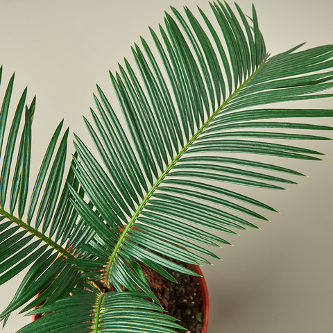 Houseplant palm