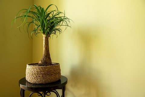 houseplant palms
