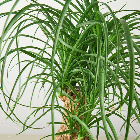 Houseplant palm