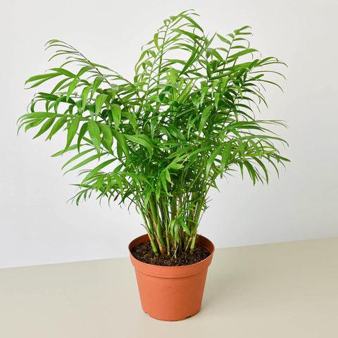 Houseplant palm