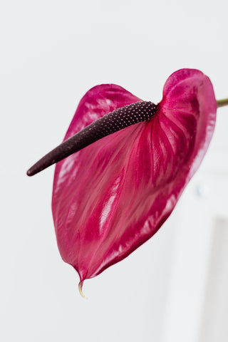 anthurium colors