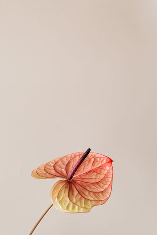 anthurium