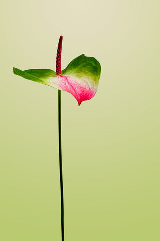 anthurium colors