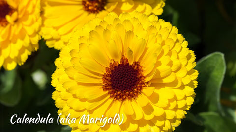 Marigold October Birthmonth Flower