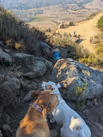 Dogs on leash enjoy the top of Cerro San Luis in San Luis Obispo on California Central Coast (Madonna Mountain)