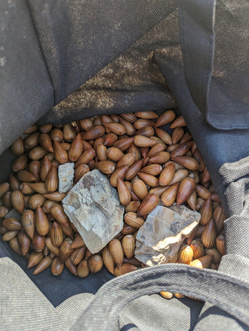 Acorns and fossils in a bag