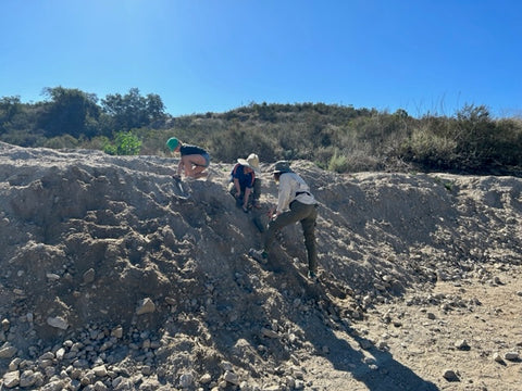 Searching the mine tailings at Oceanview Mine, San Diego county, for tourmalines.