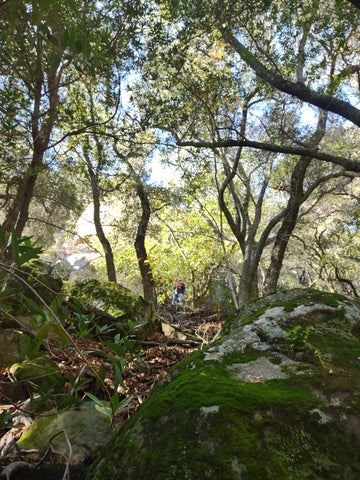 Collecting acorns from Live oaks near Chumash Painted Cave State Historic Park