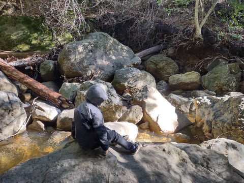 Rocko examining the water in the creek under Chumash Painted Cave State Historic Park