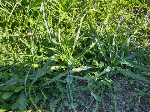 Soap plant used by native Americans as soap on the Johnson Ranch Trail in San Luis Obispo county