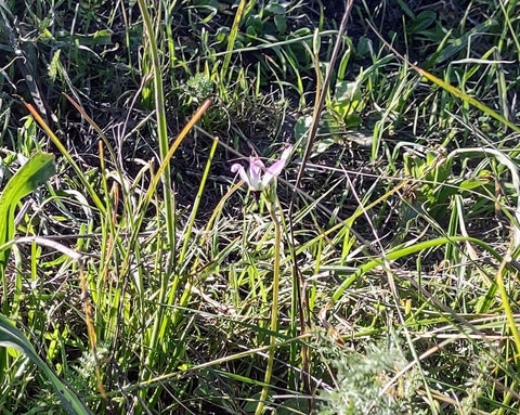 Shooting star wildflower along the Johnson Ranch Trail in San Luis Obispo county