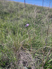 Blue dick flower on Johnson Ranch Trail in San Luis Obispo county