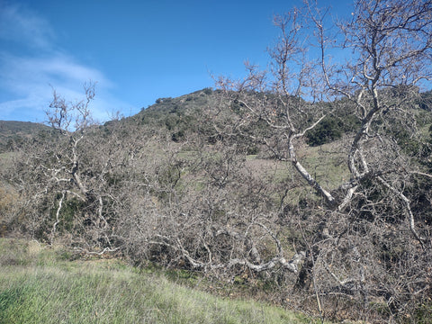 Sycamores in January without leaves along Johnson Ranch Trail in San Luis Obispo county California 