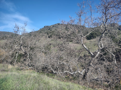 Leafless sycamores by the creek on Johnson Ranch Trail in San Luis Obispo county
