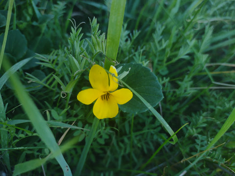 Johnny Jump-ups wildflowers in Johnson Ranch Trail in San Luis Obispo county