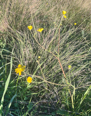 Buttercups wildflowers at Johnson Ranch Trail in San Luis Obispo county
