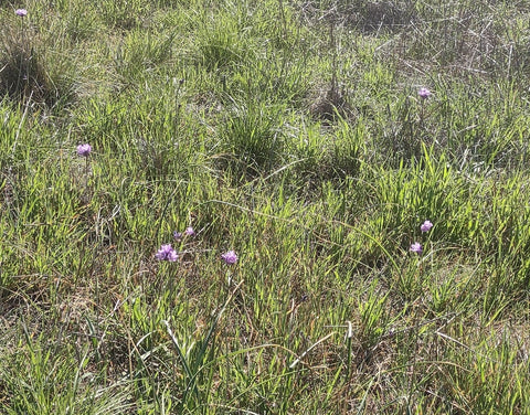 Blue dick wildflowers on Johnson Ranch Trail in San Luis Obispo county