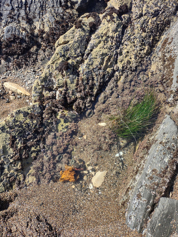 Tide pool at Vista Del Mar Beach in Shell Beach in San Luis Obispo county