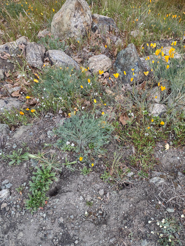 Wildflowers on Johnson Ranch Trail in San Luis Obispo county California