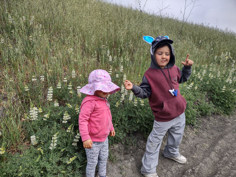 Wildflowers on Johnson Ranch Trail in San Luis Obispo county California