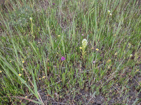 Wildflowers on Johnson Ranch Trail in San Luis Obispo county California