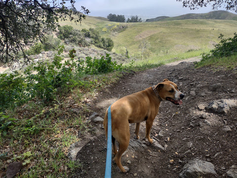 Hiking Johnson Ranch Trail in San Luis Obispo county California
