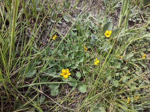 Johnny Jump-ups wildflowers on Johnson Ranch Trail in San Luis Obispo county California