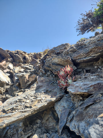 Lovely dudleya growing along the path to Jade Cove along the Big Sur coast in California