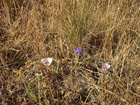 Clay Mariposa lilies along Johnson Ranch Trail in San Luis Obispo county California 