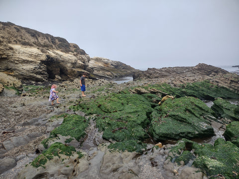 Tide pooling in Spooner's Cove in Montaña de Oro State Park near Morro Bay in San Luis Obispo county 