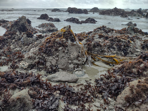 Anemones in the tide pools at Arroyo Laguna Beach in San Simeon, California's central coast 