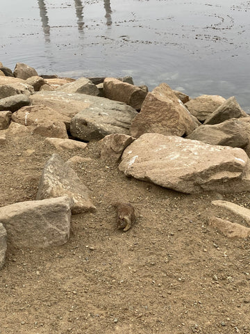 A begging ground squirrel at the sea otter viewing area at Morro Rock in Morro Bay on California's Central coast in San Luis Obispo county 