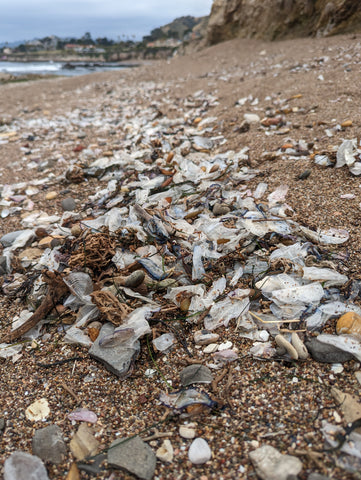 By-the-Wind Sailor, Velella velella, Shell Beach in San Luis Obispo county California's Central coast 