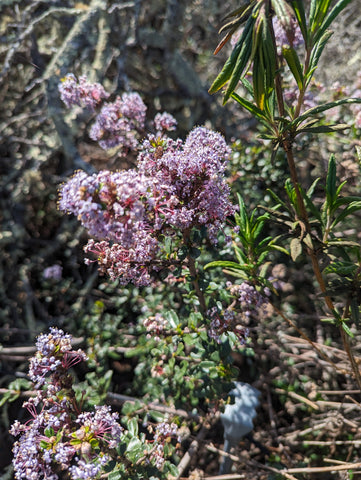 Buck brush blooming along the boardwalk of the El Moro Elfin Forest of Loas Osos, San Luis Obispo county, California's central coast.