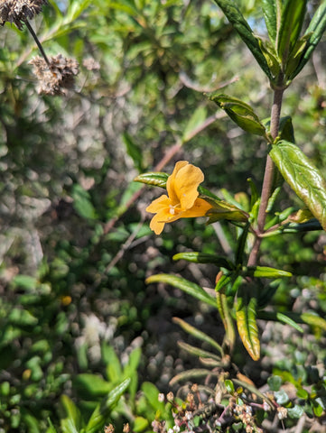 Sticky Monkeyflower blooming along the boardwalk of the El Moro Elfin Forest of Los Osos, San Luis Obispo County, California's Central Coast