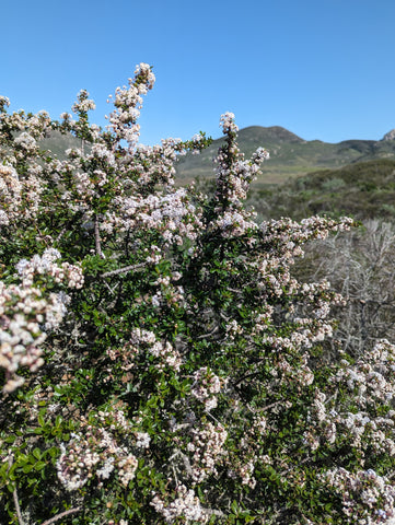 Buck brush blooming along the boardwalk of the El Moro Elfin Forest of Los Osos, San Luis Obispo County, California's Central Coast