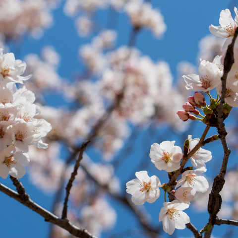 Cherry Blossom Festival