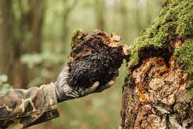 mushroom coffee, mushroom coffee brew, chaga mushrooms